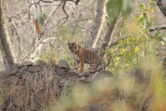 Panthera tigris tigris