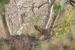 Panthera tigris tigris