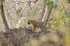 Panthera tigris tigris