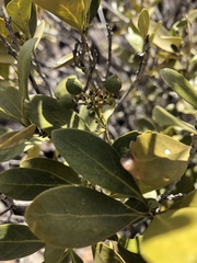 Coptosperma littorale