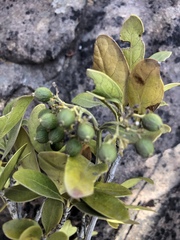 Coptosperma littorale