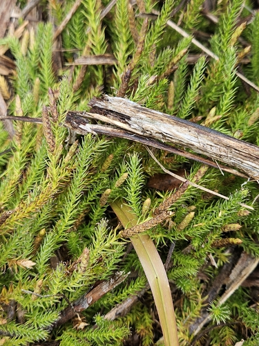 Image of Lateristachys lateralis by (c) Angus Campbell, some rights reserved (CC BY)