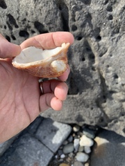 Concholepas concholepas