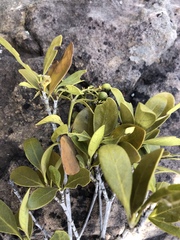 Coptosperma littorale