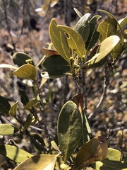 Coptosperma littorale
