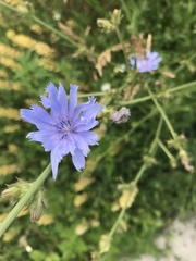 Cichorium intybus