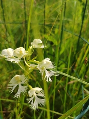 Platanthera leucophaea