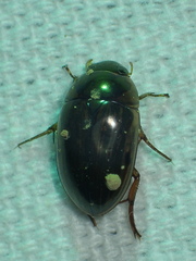 Tropisternus collaris