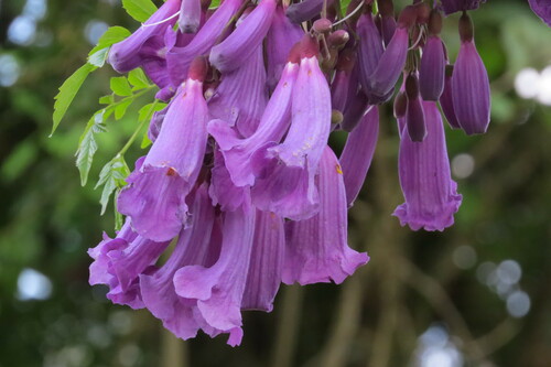 Image of Jacaranda puberula by (c) Jonathan Lorencetti Ehlert, some rights reserved (CC BY-SA)