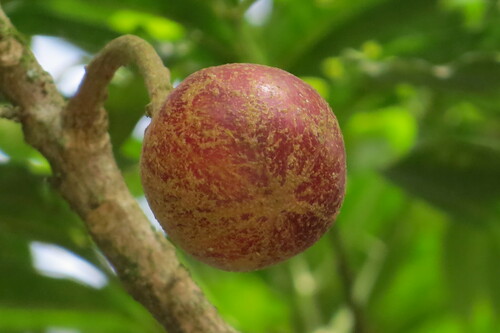 Image of Cabralea canjerana by (c) Jonathan Lorencetti Ehlert, some rights reserved (CC BY-SA)