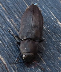 Melanophila acuminata