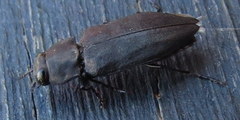 Melanophila acuminata