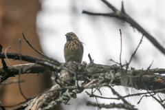 Emberiza