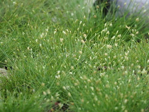 Image of Fimbristylis polytrichoides by no rights reserved