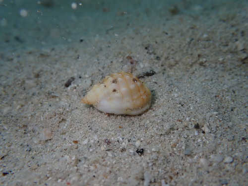 Nassarius granifer observed 2024-05-15