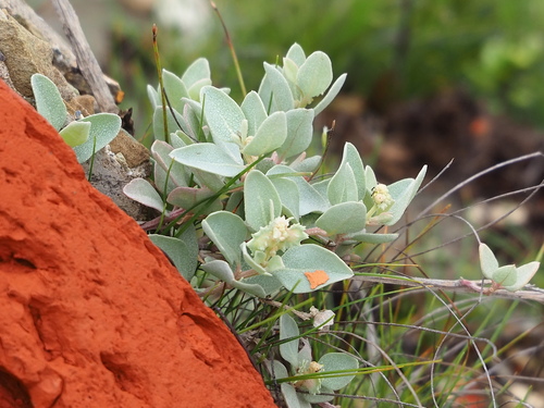 Image of Maximowicz's Saltbush (Atriplex maximowicziana) by no rights reserved