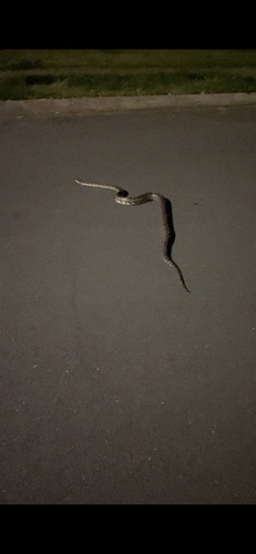 Coastal Carpet Python sighting