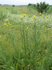 Centaurea chartolepis