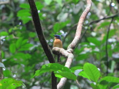 Cyornis superbus