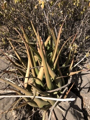 Aloe lutescens