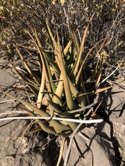 Aloe lutescens