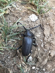 Prionus besikanus