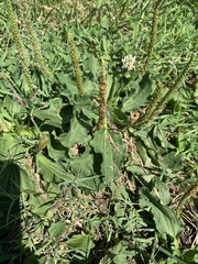 Plantago