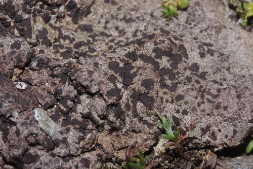 Toninia squalida
