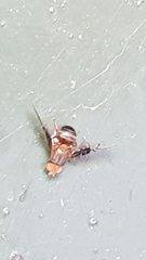Anomoia purmunda