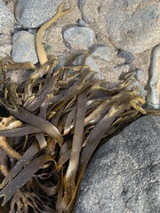 Lessonia