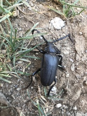 Prionus besikanus