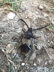 Prionus besikanus