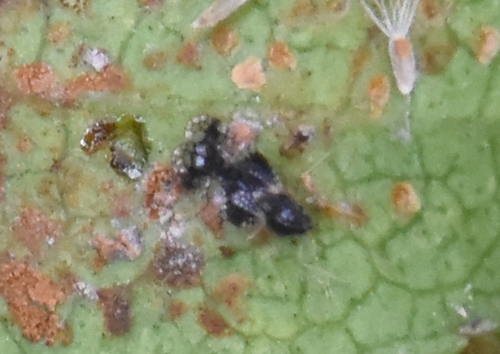 Andromeda Lace Bug, Groesbeek, Nederland, photo 9 of 10