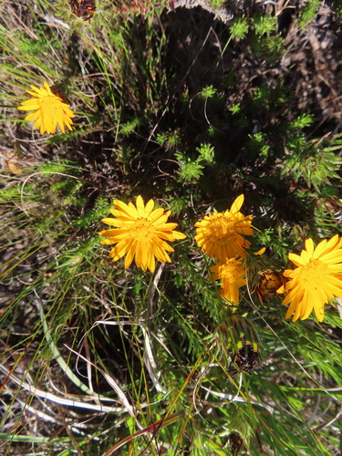 Image of Oedera capensis by (c) linkie, some rights reserved (CC BY)