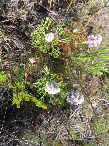 Image of Paranomus abrotanifolius by (c) linkie, some rights reserved (CC BY)