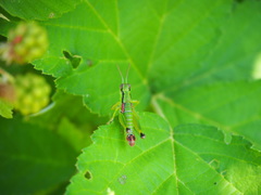 Odontopodisma decipiens