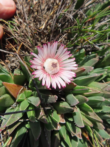 Image of Common Tiptoothfig by (c) linkie, some rights reserved (CC BY)