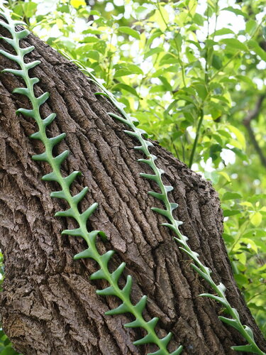 Selenicereus anthonyanus
