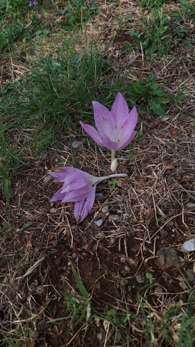 Colchicum haynaldii (Colchicum haynaldii)