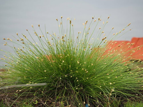 Image of Fimbristylis polytrichoides by no rights reserved