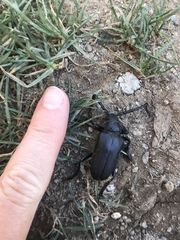 Prionus besikanus