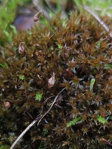 Pohlia atropurpurea