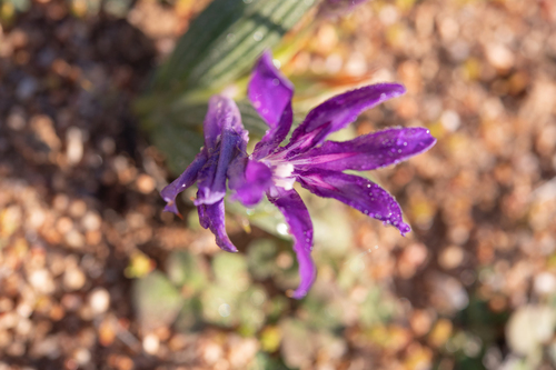 Babiana attenuata