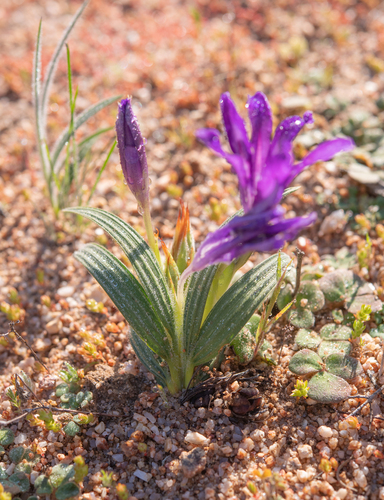 Babiana attenuata