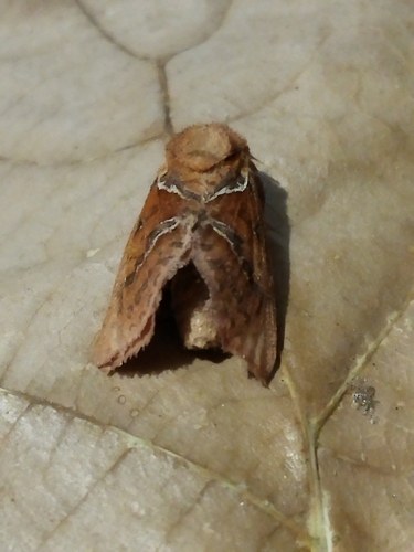 Orange Swift photo 4