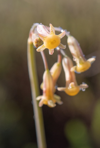 Ajuin Wild Garlic (Tulbaghia dregeana)