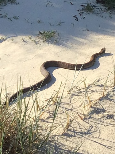 Tiger Snake sighting