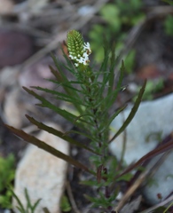 Hebenstretia dentata, photograph (c) Tony Rebelo, some rights reserved (CC BY-SA)
