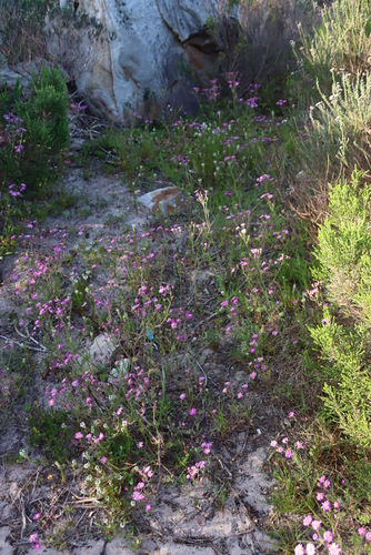 Image of Senecio arenarius by (c) Tony Rebelo, some rights reserved (CC BY-SA)