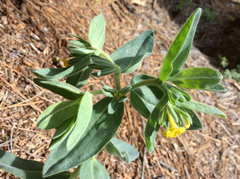 Lithospermum californicum